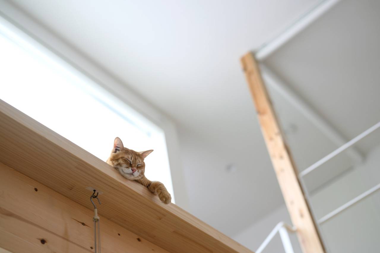 猫と暮らす家づくり